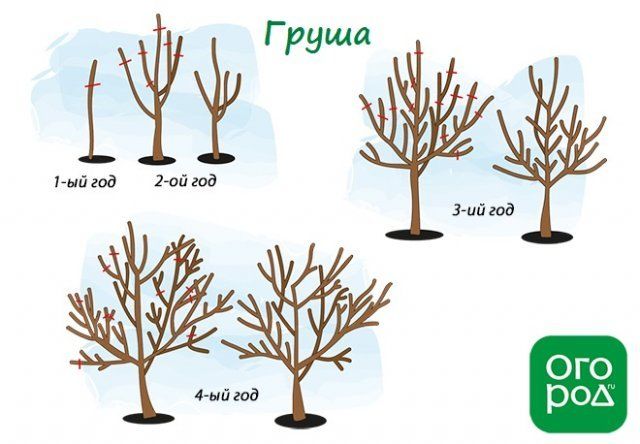 Обрезка груши весной для начинающих в картинках пошагово